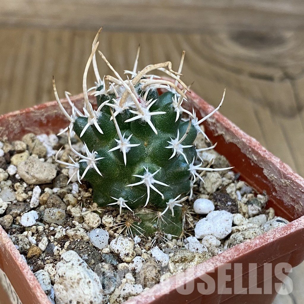 SH18780 Pediocactus peeblesianus v. fickeisenii PJR 570, grafted - Image 2