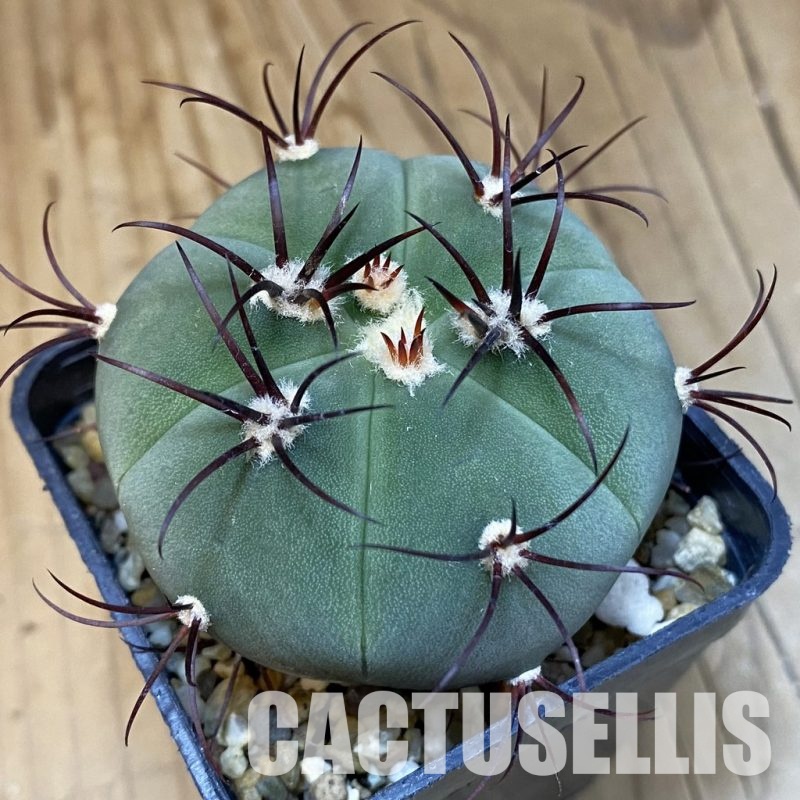SH19265 Gymnocalycium cabreraense VOS 2122