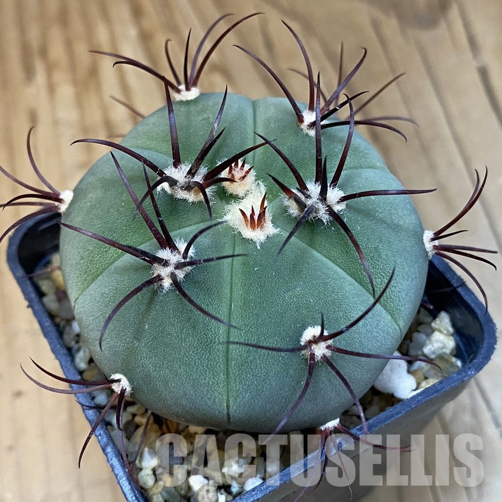 SH19265 Gymnocalycium cabreraense VOS 2122