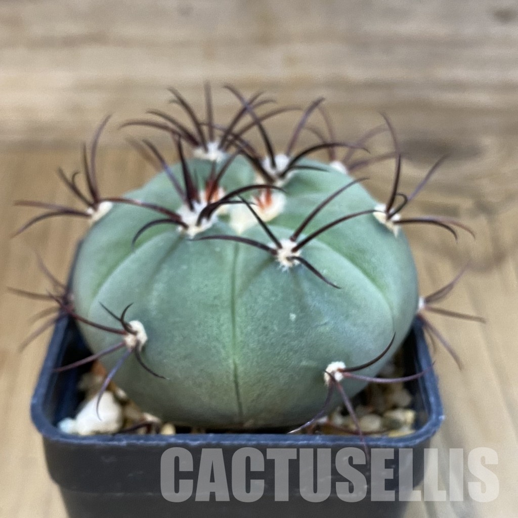 SH19265 Gymnocalycium cabreraense VOS 2122 - Image 2