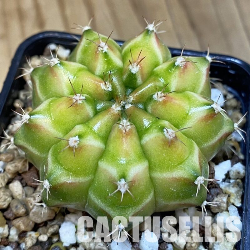 SH19433 Gymnocalycium mihanovichii 'Neon' Green