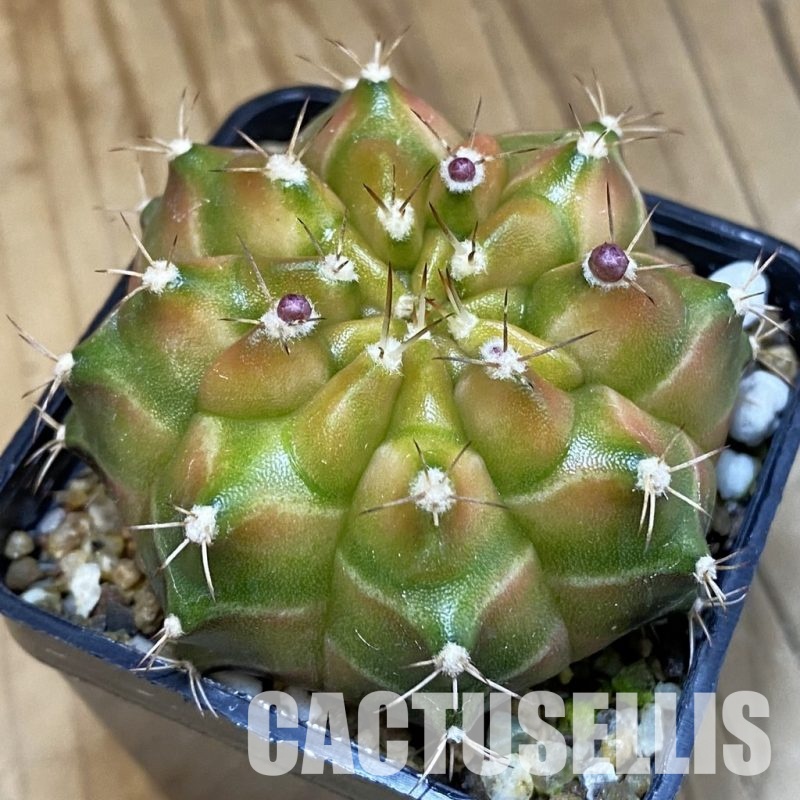 SH19437 Gymnocalycium mihanovichii 'Neon' hybrid