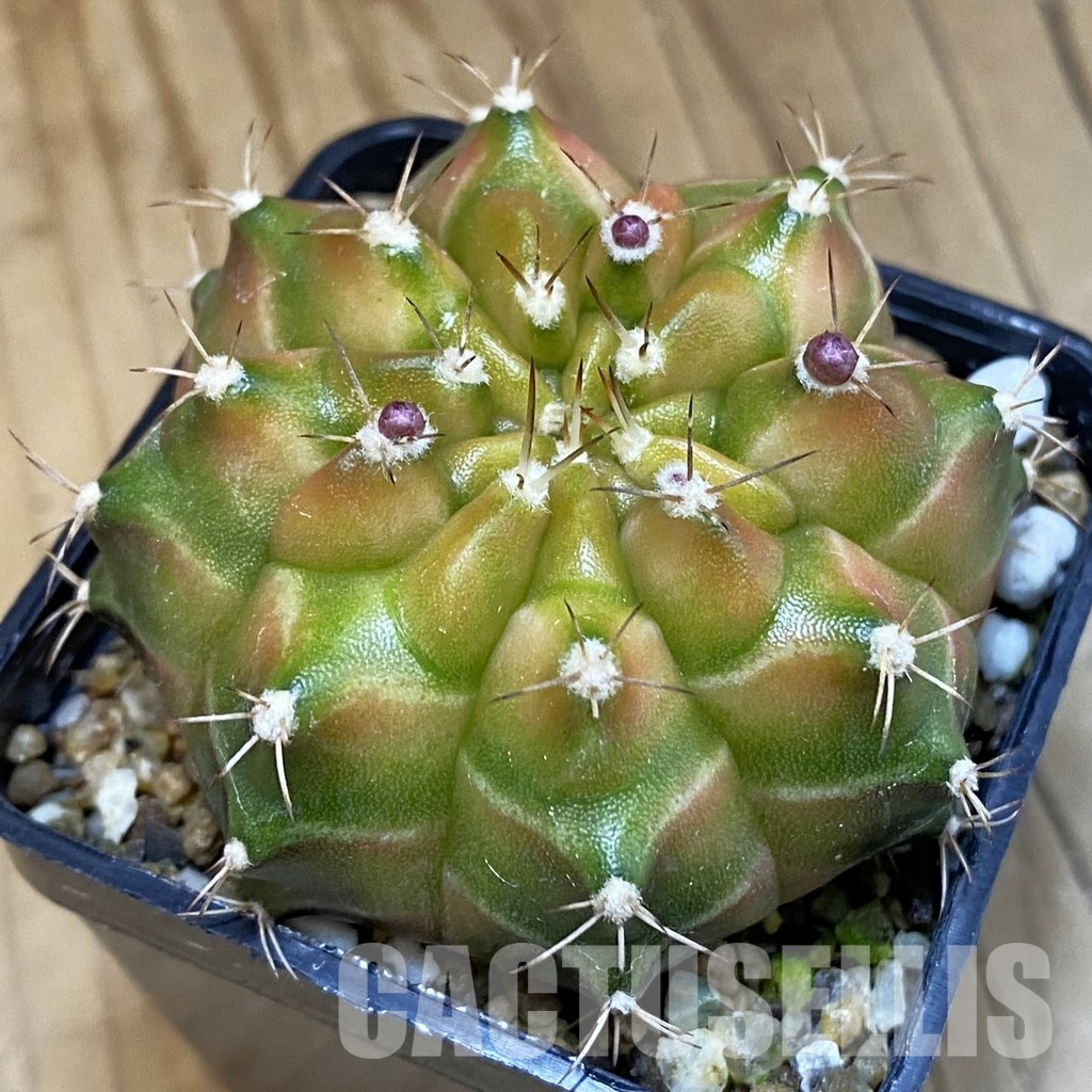 SH19437 Gymnocalycium mihanovichii 'Neon' hybrid