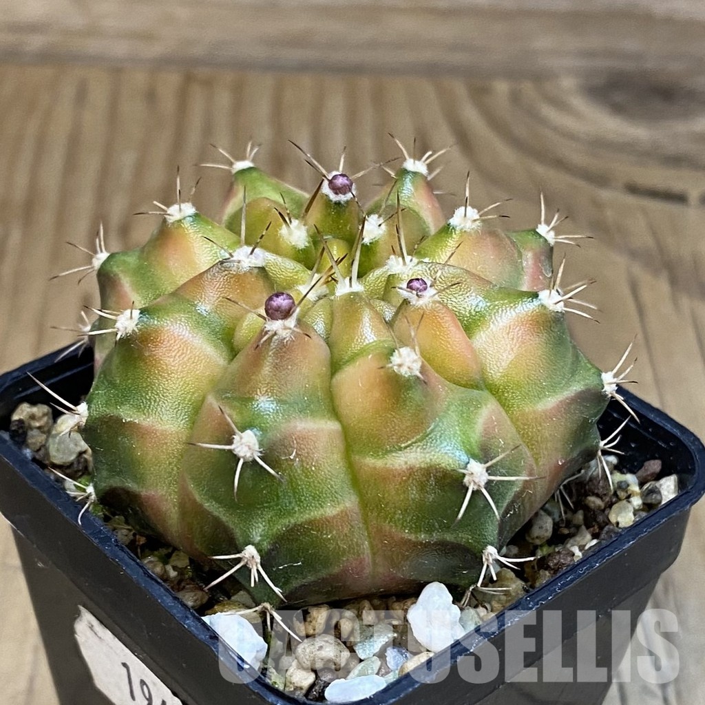 SH19437 Gymnocalycium mihanovichii 'Neon' hybrid - Image 2