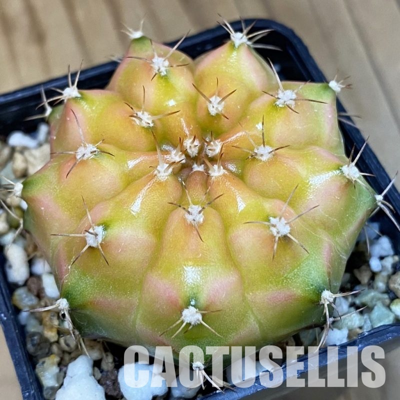 SH19439 Gymnocalycium mihanovichii 'Neon' Green