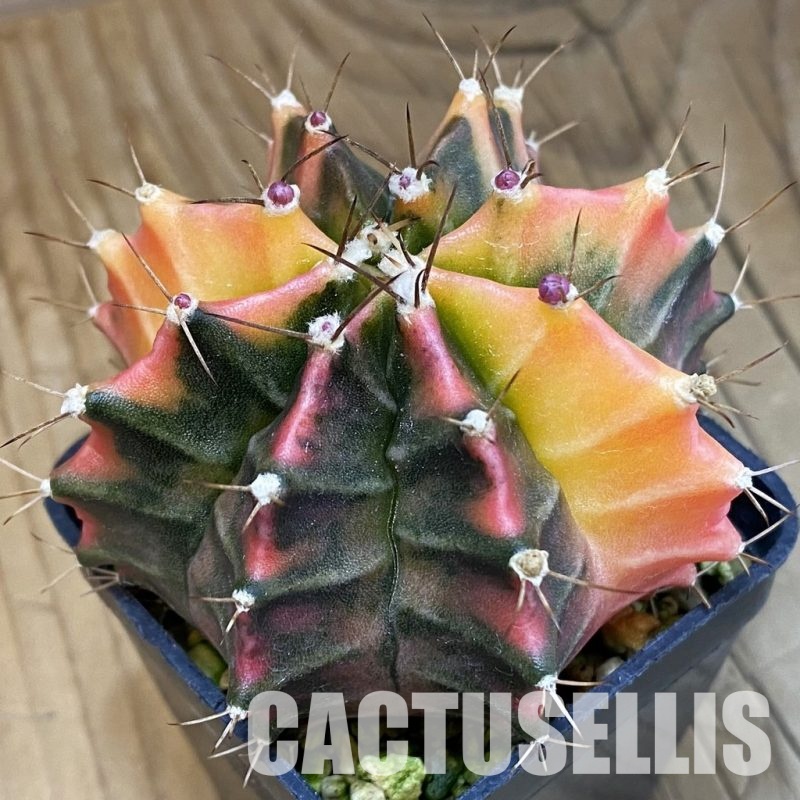 SH4768 Gymnocalycium mihanovichii f. variegata, seedling