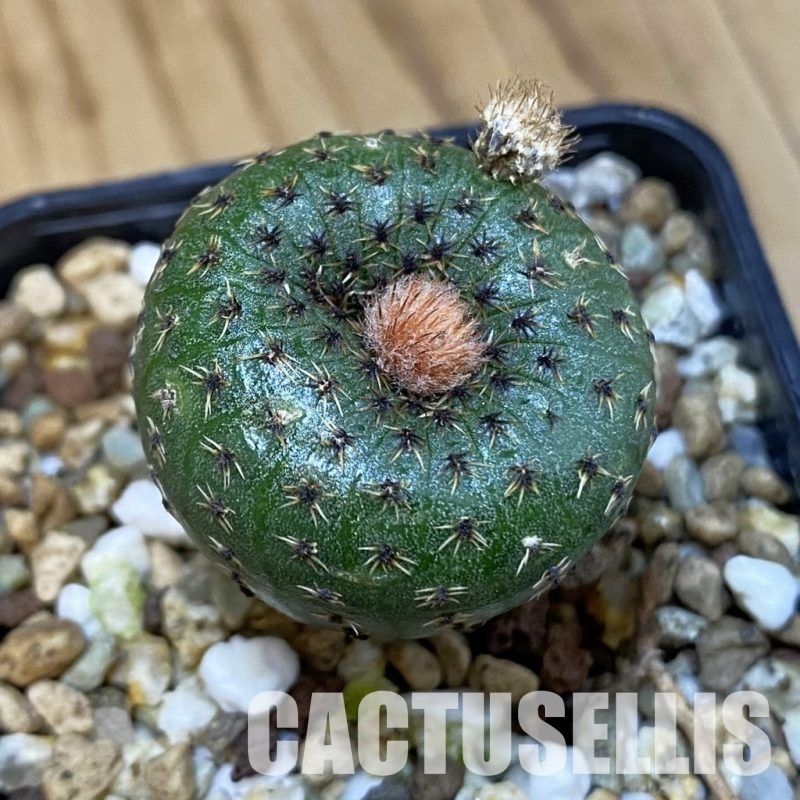 SH19492 Frailea phaeodisca