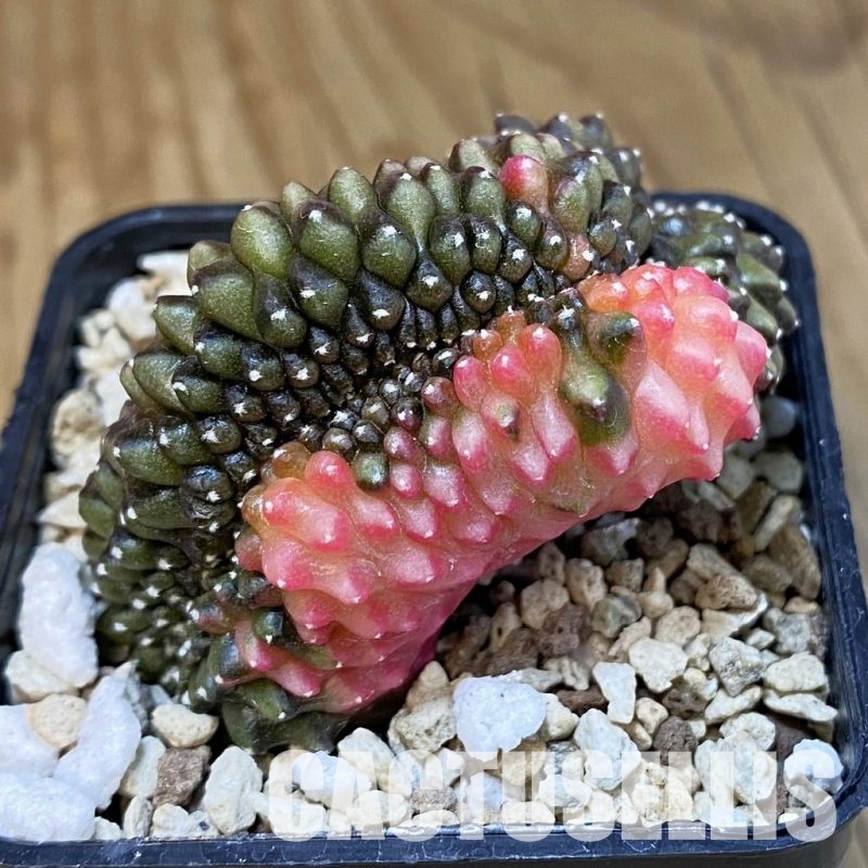 SH19566 Gymnocalycium mihanovichii f. cristata variegata