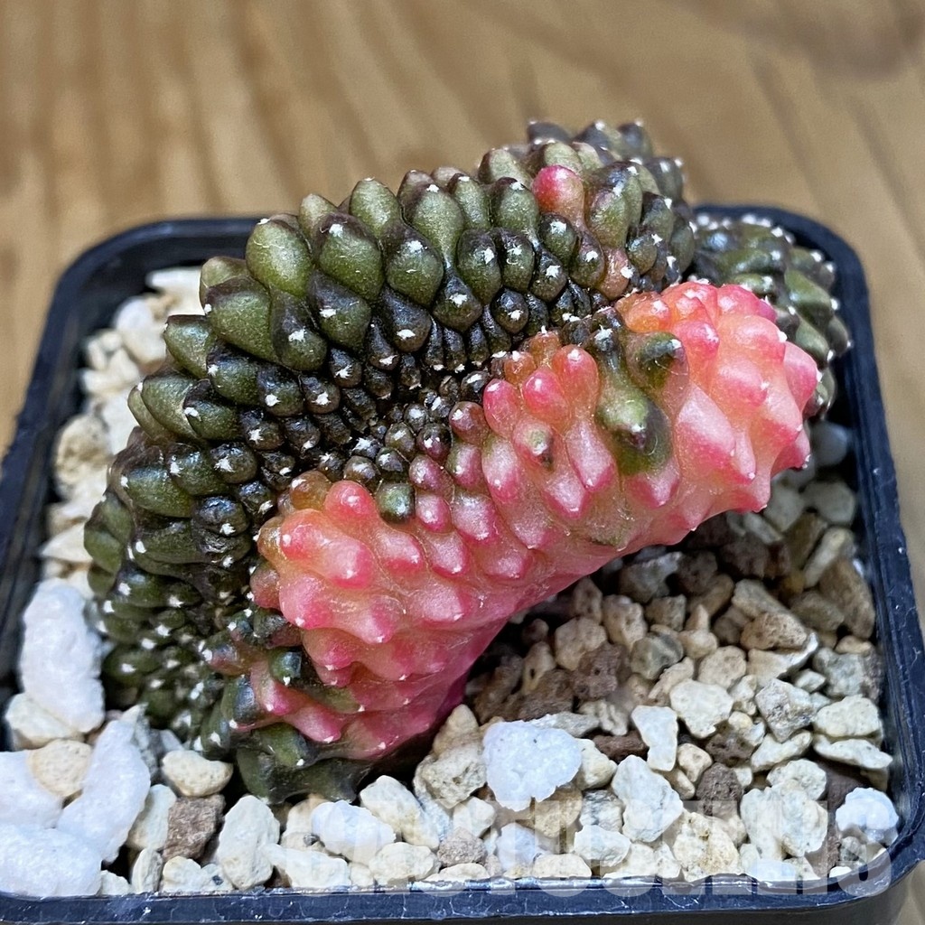 SH19566 Gymnocalycium mihanovichii f. cristata variegata