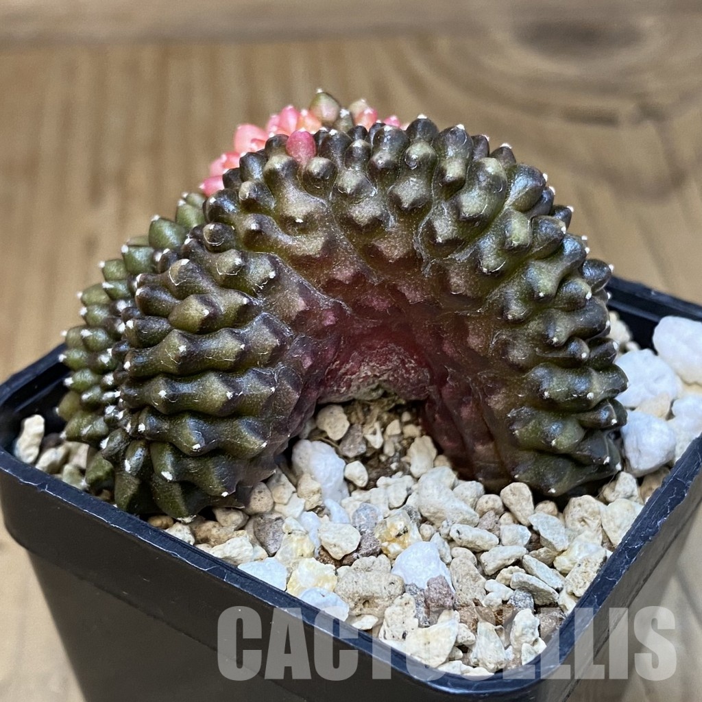 SH19566 Gymnocalycium mihanovichii f. cristata variegata - Image 2