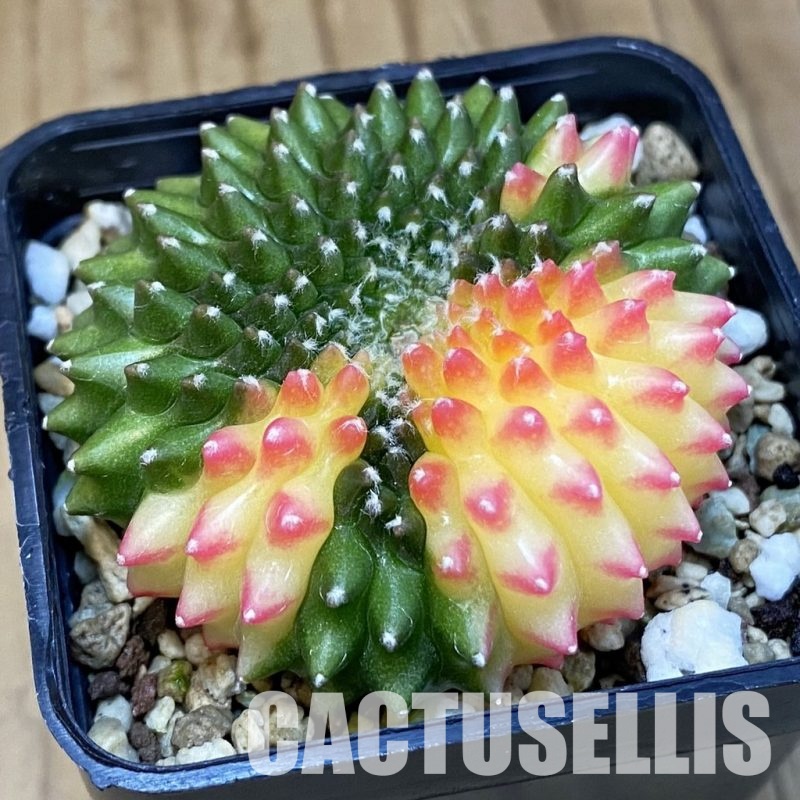 SH19568 Gymnocalycium mihanovichii ‘inermis’ f. cristata variegata