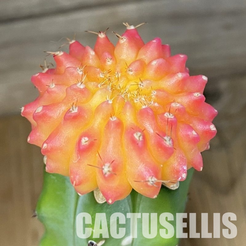 SH25679 Gymnocalycium mihanovichii ‘inermis’ f. variegata, grafted