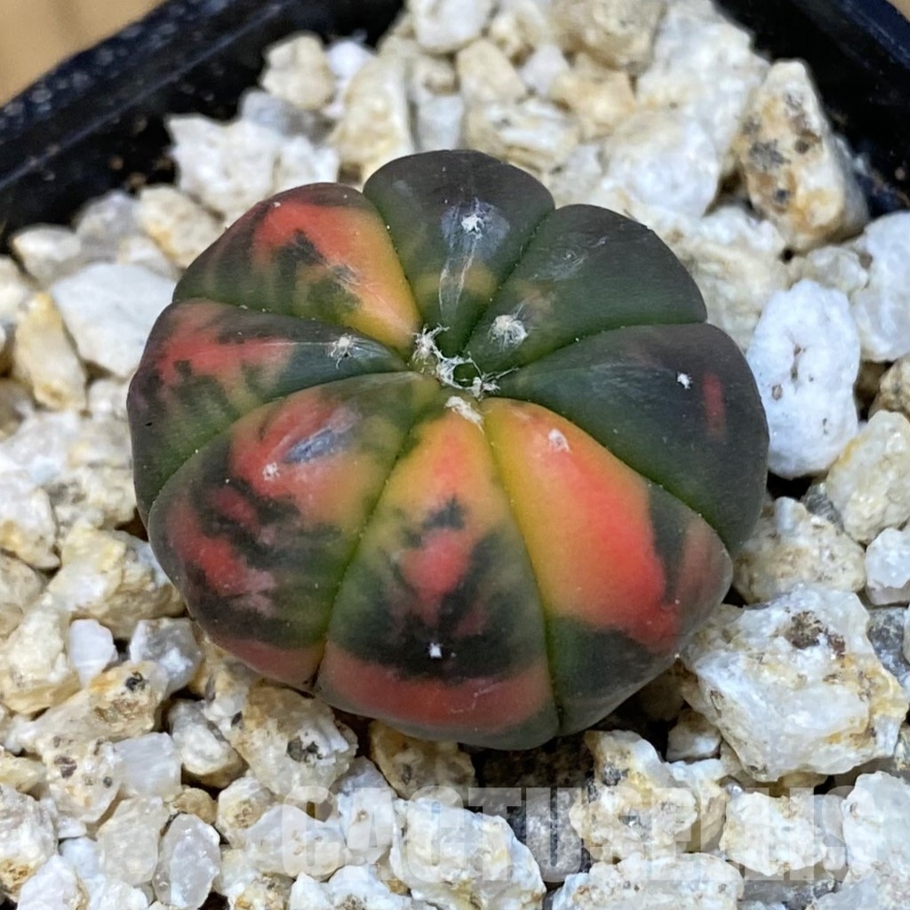 SH30824 Astrophytum asterias ‘Red Purple Skin’ f. variegata