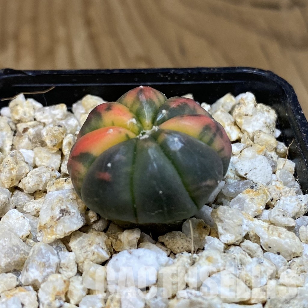 SH30824 Astrophytum asterias ‘Red Purple Skin’ f. variegata - 画像 (2)