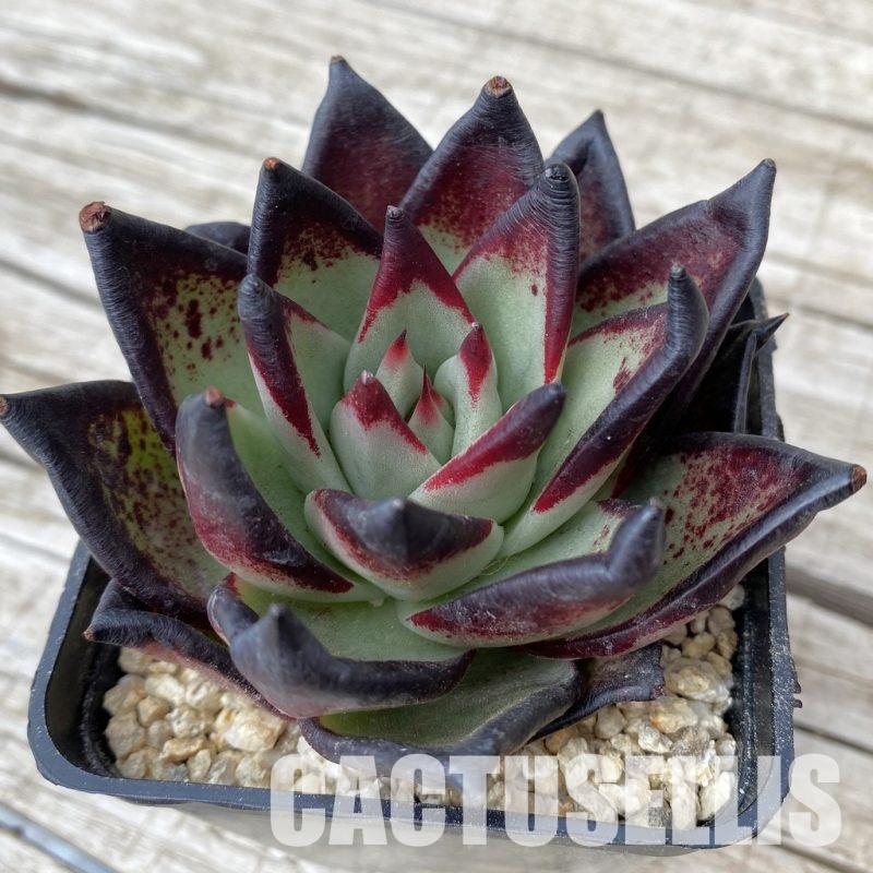 SH30868 Echeveria agavoides ‘Black Ebony'