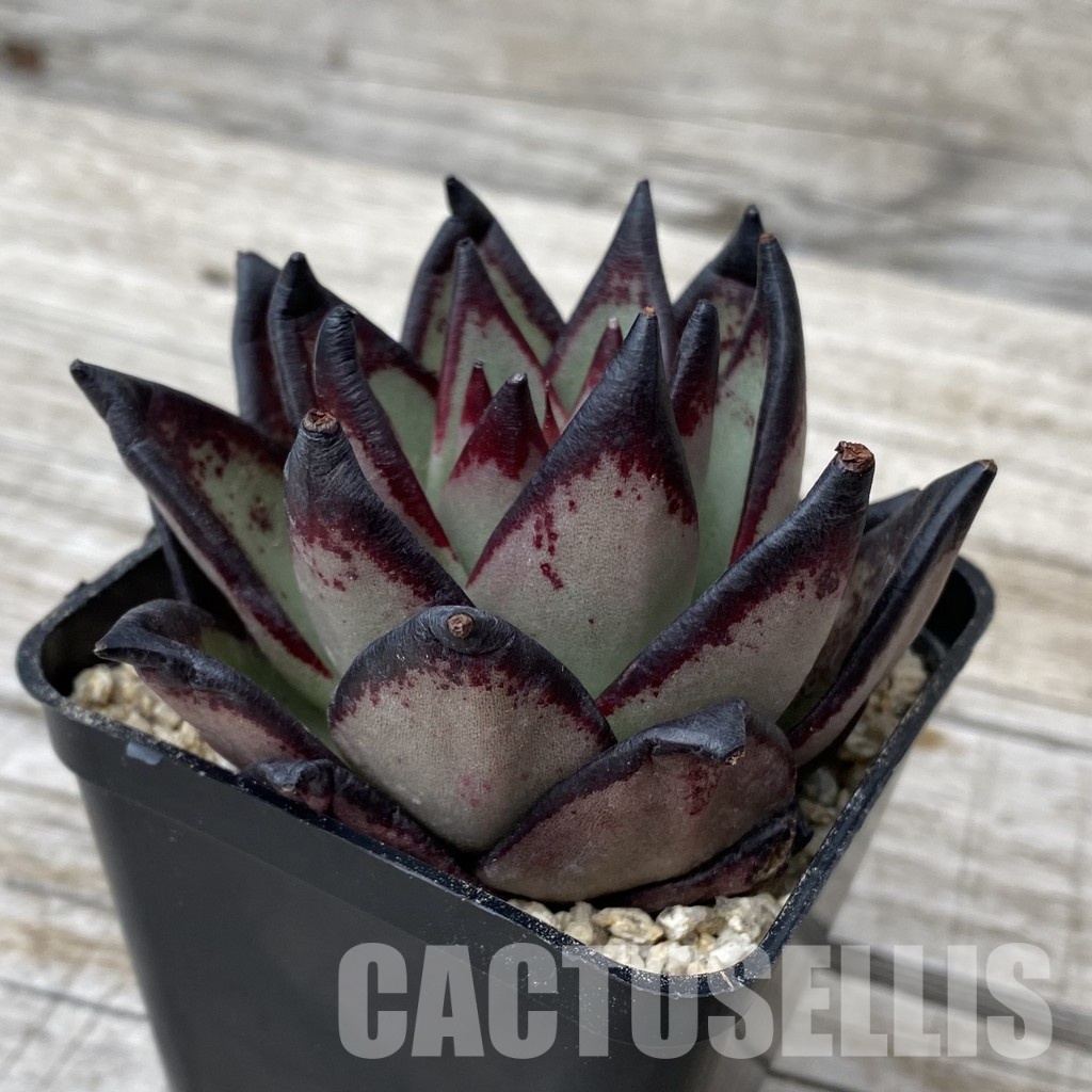 SH30868 Echeveria agavoides ‘Black Ebony' - Image 2