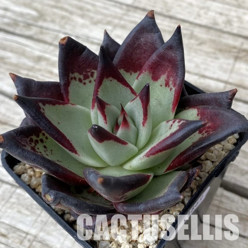 SH30869 Echeveria agavoides ‘Black Ebony'