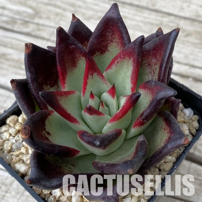 SH30870 Echeveria agavoides ‘Black Ebony'
