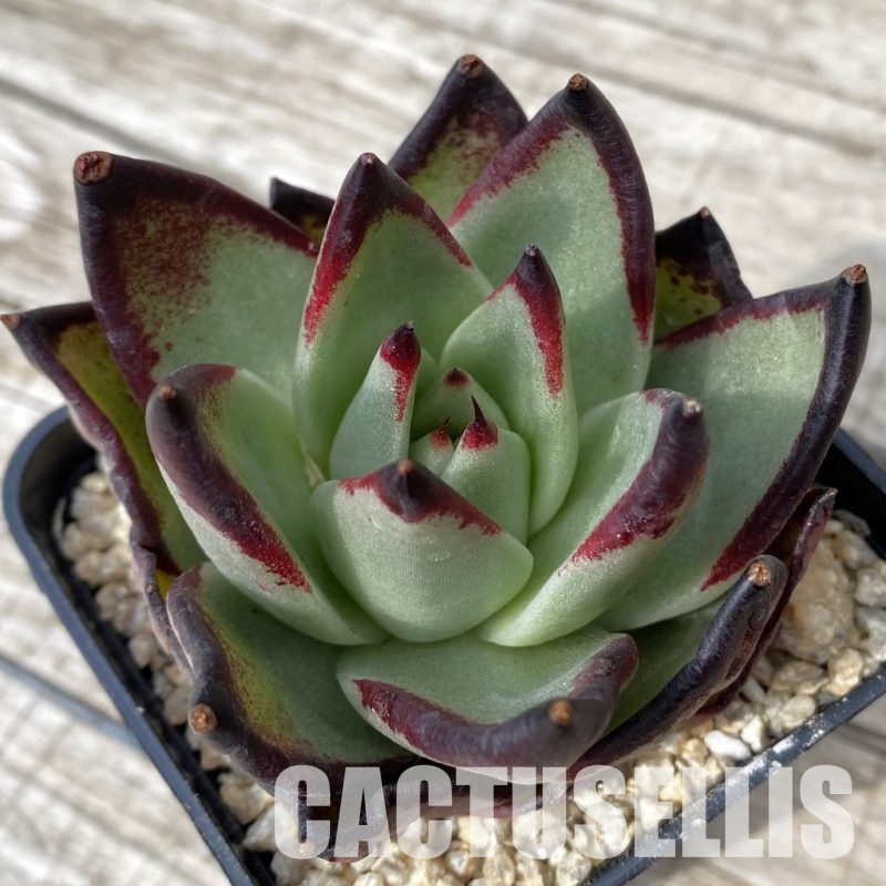 SH30865 Echeveria agavoides ‘Black Ebony'