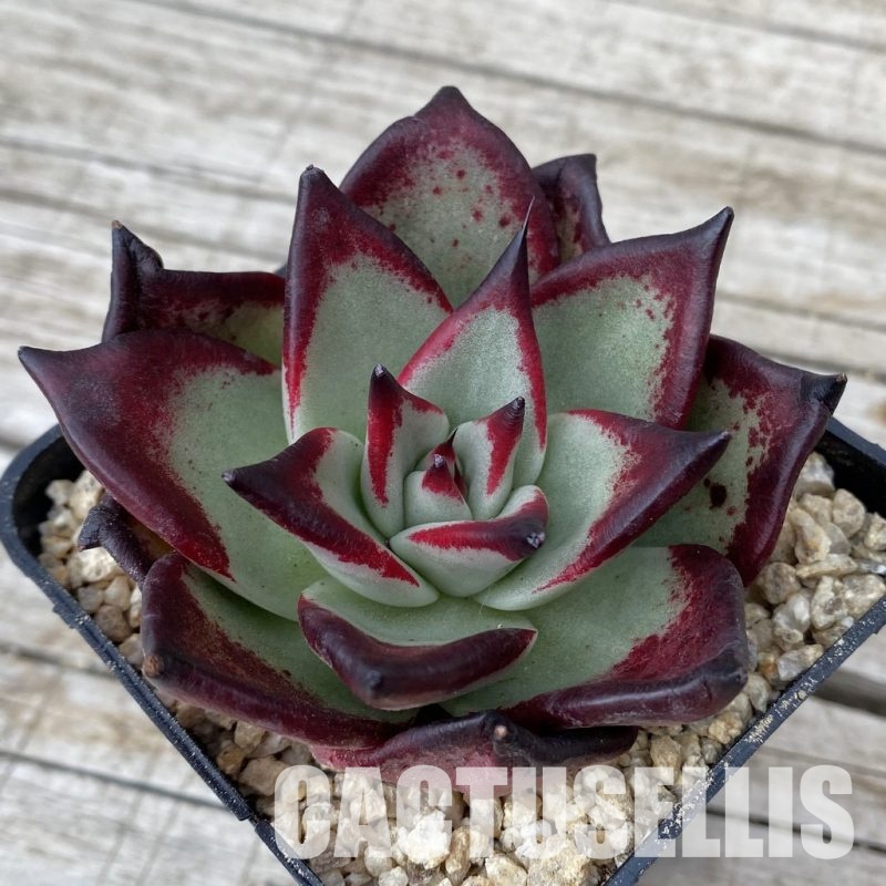 SH30871 Echeveria agavoides ‘Black Ebony'