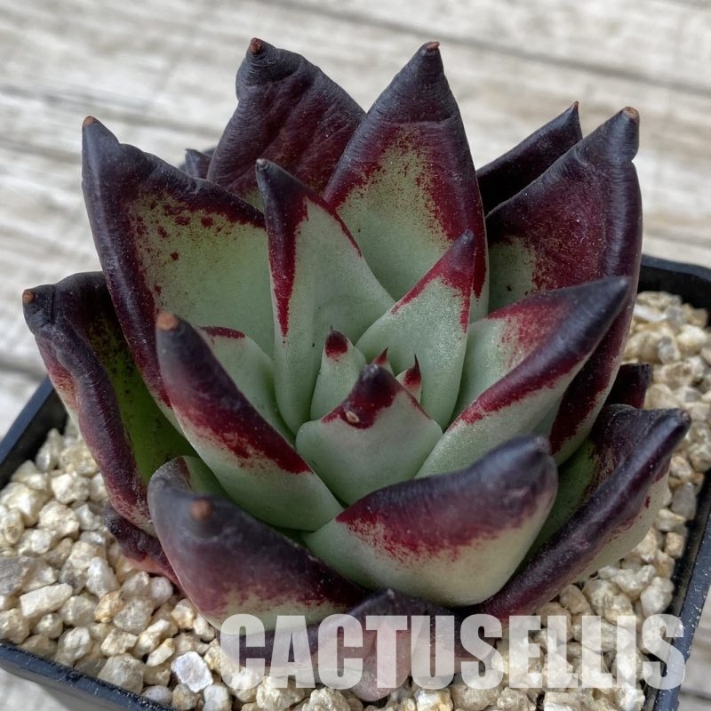 SH30872 Echeveria agavoides ‘Black Ebony'