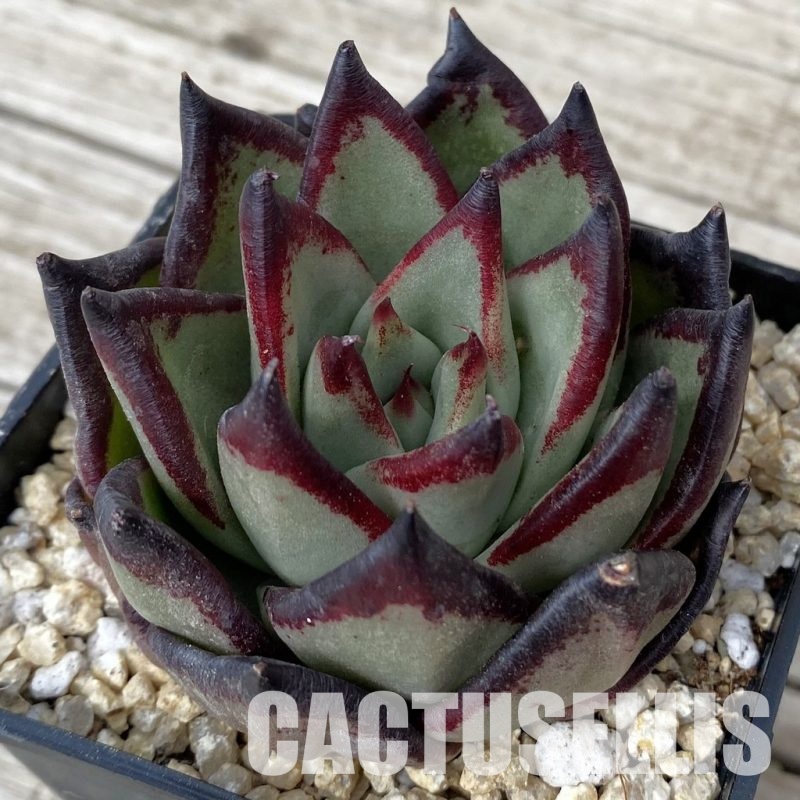 SH30873 Echeveria agavoides ‘Black Ebony'