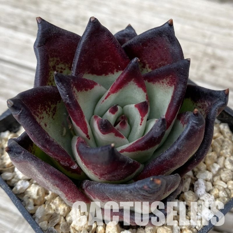 SH30874 Echeveria agavoides ‘Black Ebony'