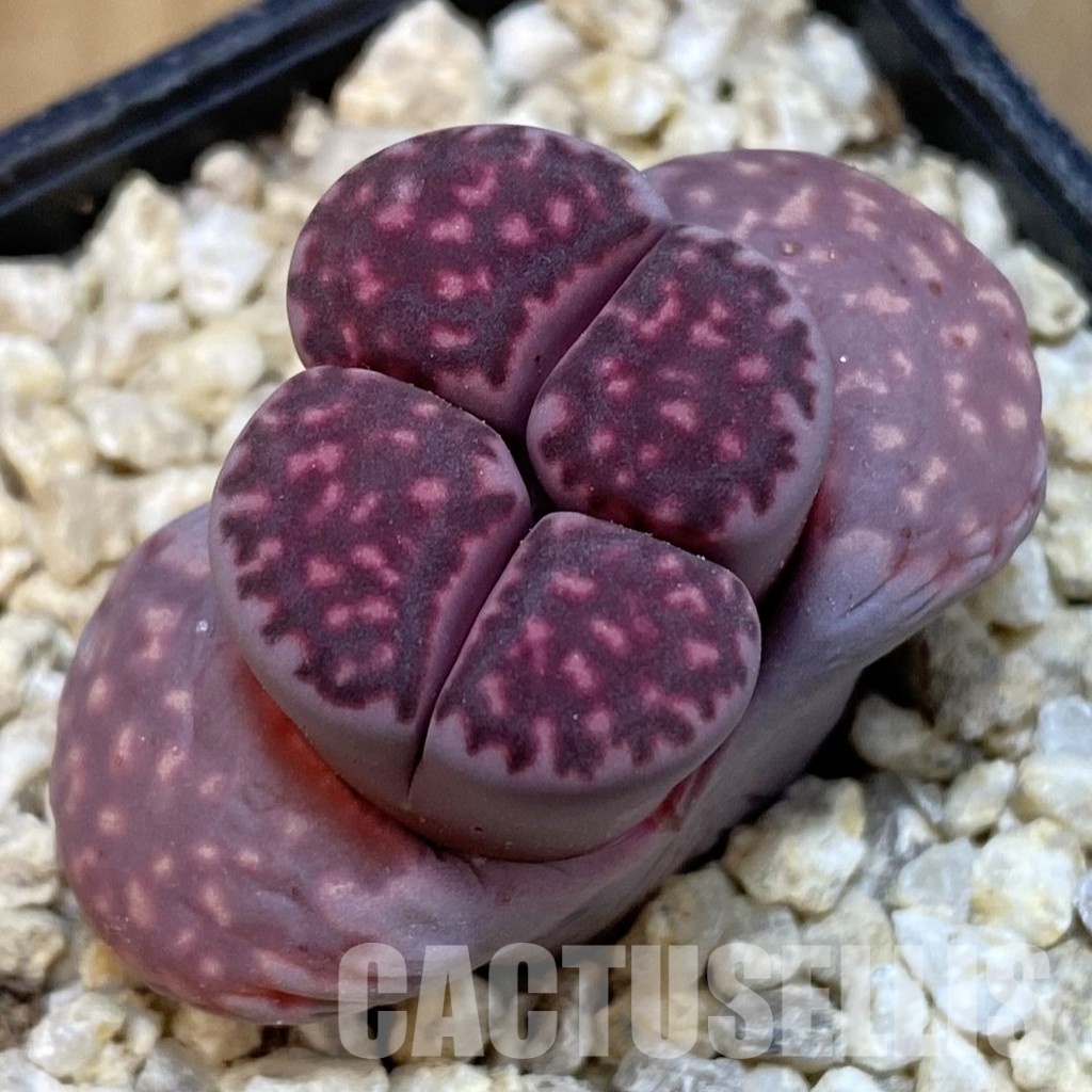 SH30875 Lithops salicola 'Sato's Violet'