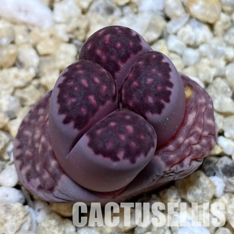SH30876 Lithops salicola 'Sato's Violet'