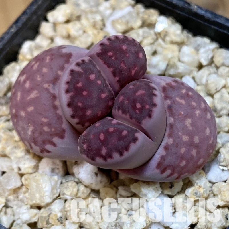 SH30877 Lithops salicola 'Sato's Violet'
