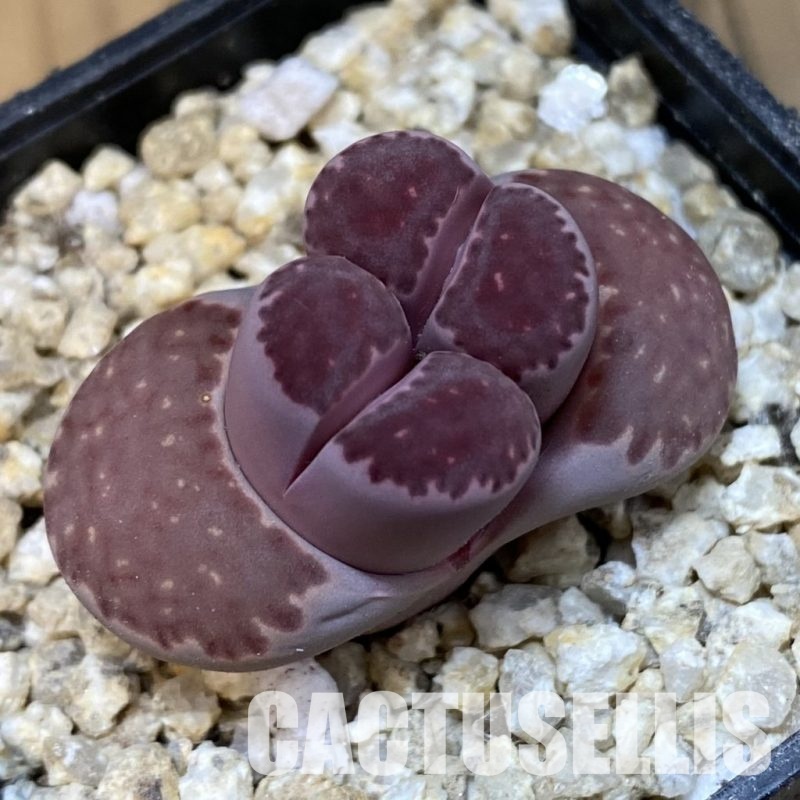 SH30878 Lithops salicola 'Sato's Violet'