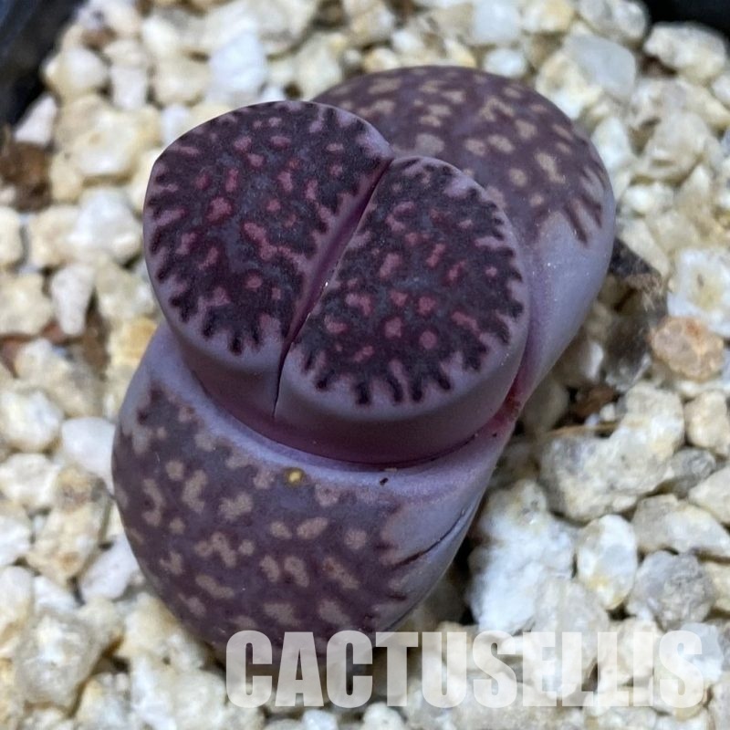 SH30879 Lithops salicola 'Sato's Violet'