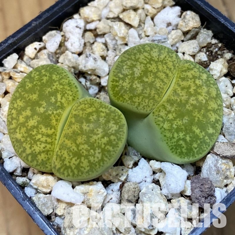 SH30880 Lithops lesliei 'Albinica'