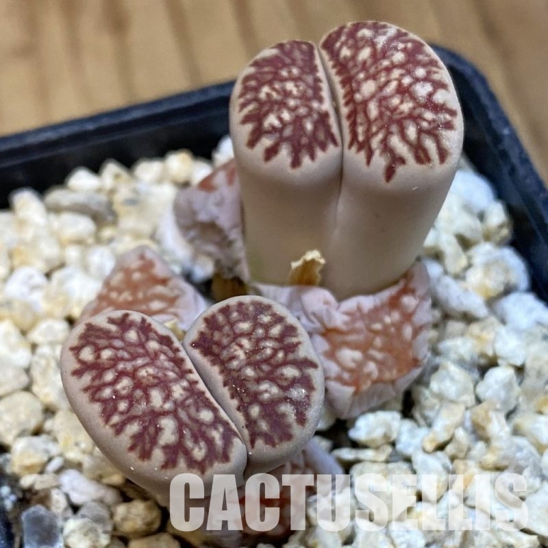 SH30881 Lithops julii 'Kikushogiyoku' hybrid