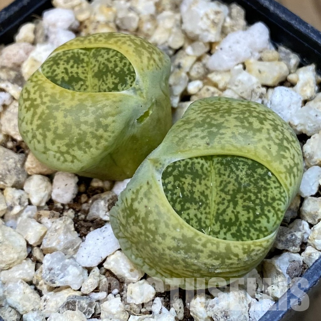 SH30882 Lithops lesliei ‘Albinica’
