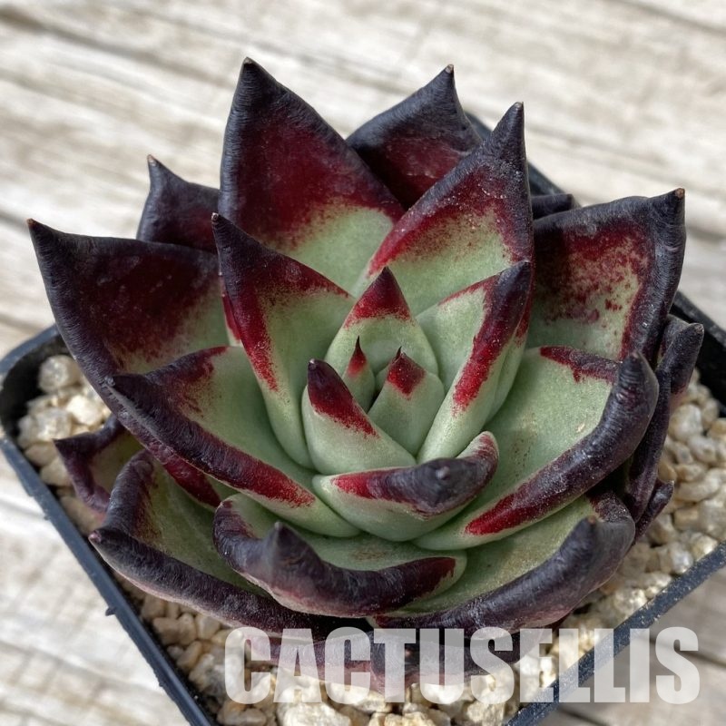SH30866 Echeveria agavoides ‘Black Ebony'