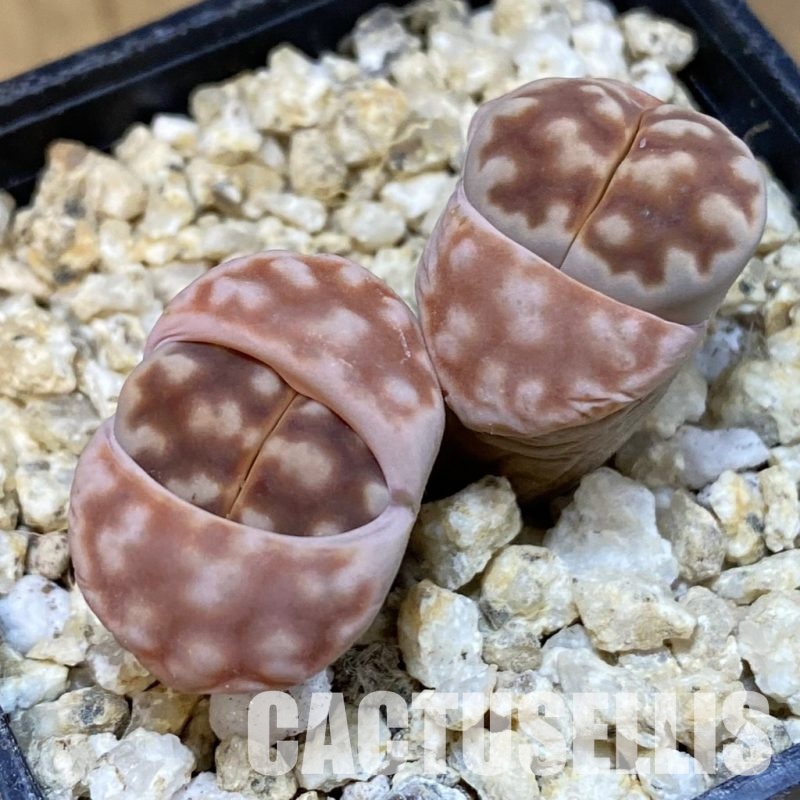 SH30883 Lithops karasmontana 'Mickbergensis'