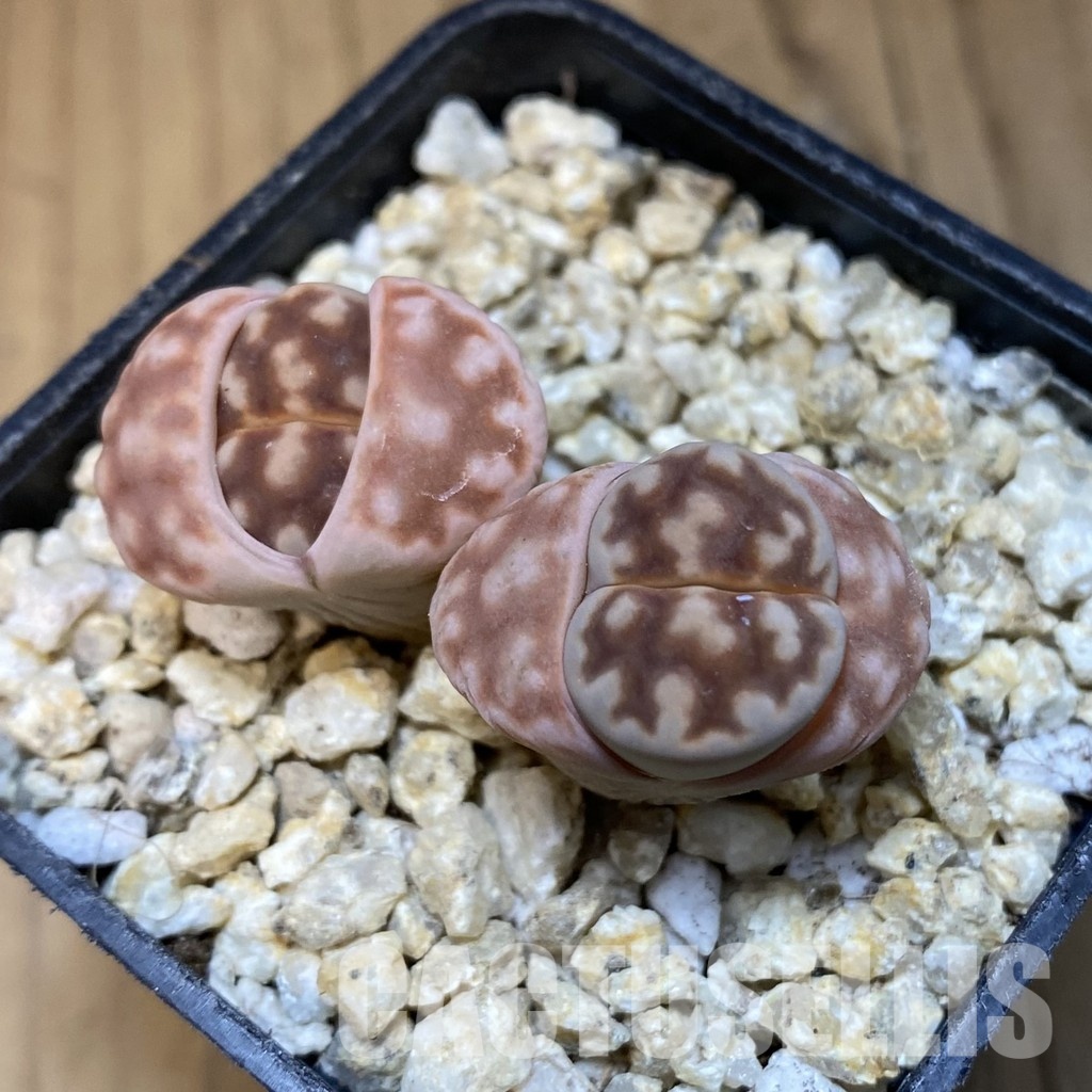 SH30883 Lithops karasmontana 'Mickbergensis' - Image 2