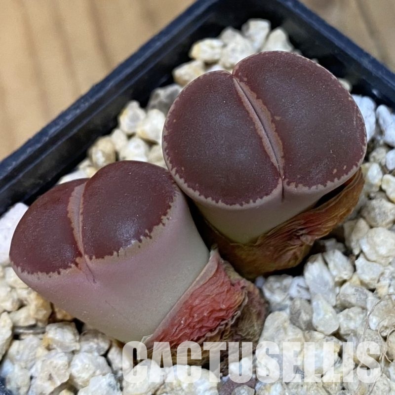 SH30884 Lithops aucampiae 'Ko'