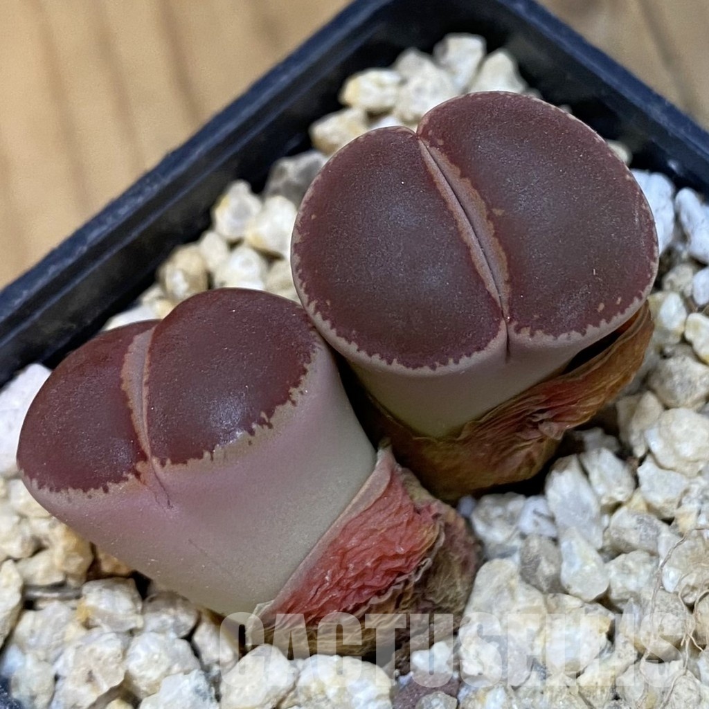 SH30884 Lithops aucampiae 'Ko'