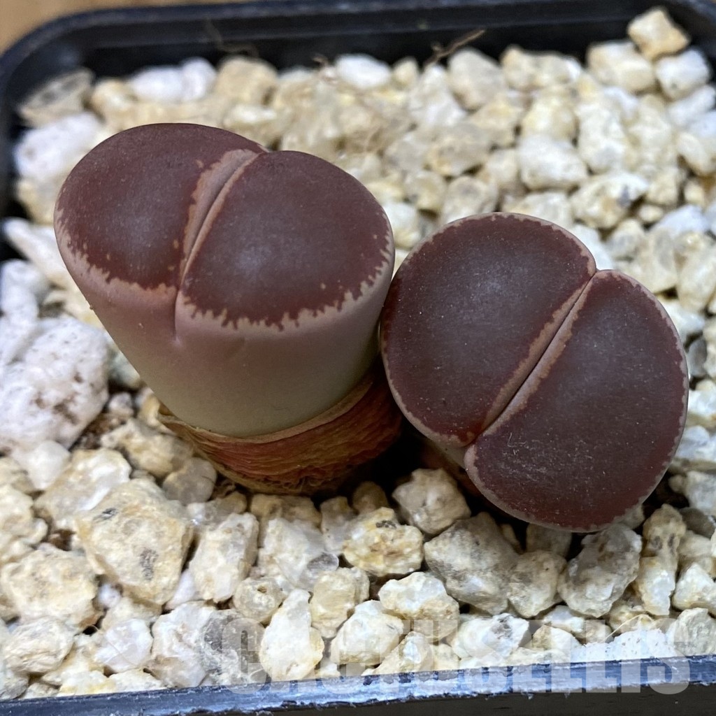 SH30884 Lithops aucampiae 'Ko' - Image 2