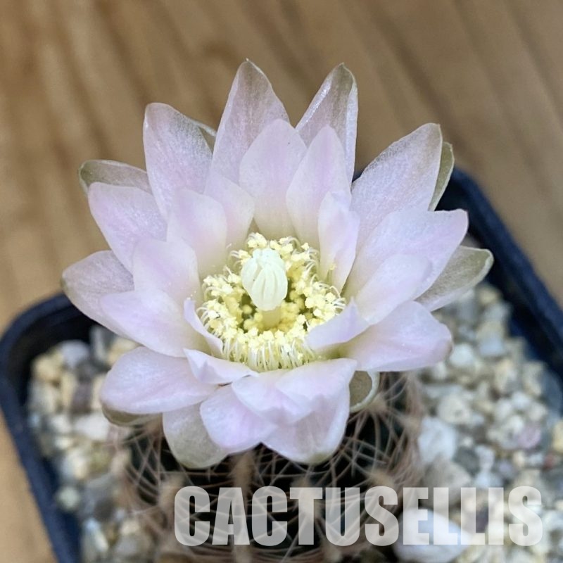 SH30886 Gymnocalycium bruchii