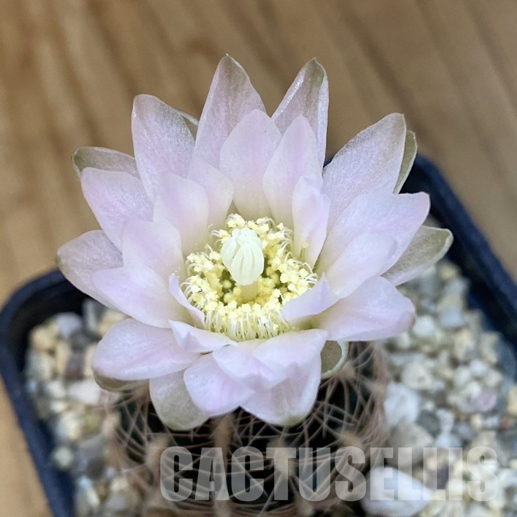 SH30886 Gymnocalycium bruchii