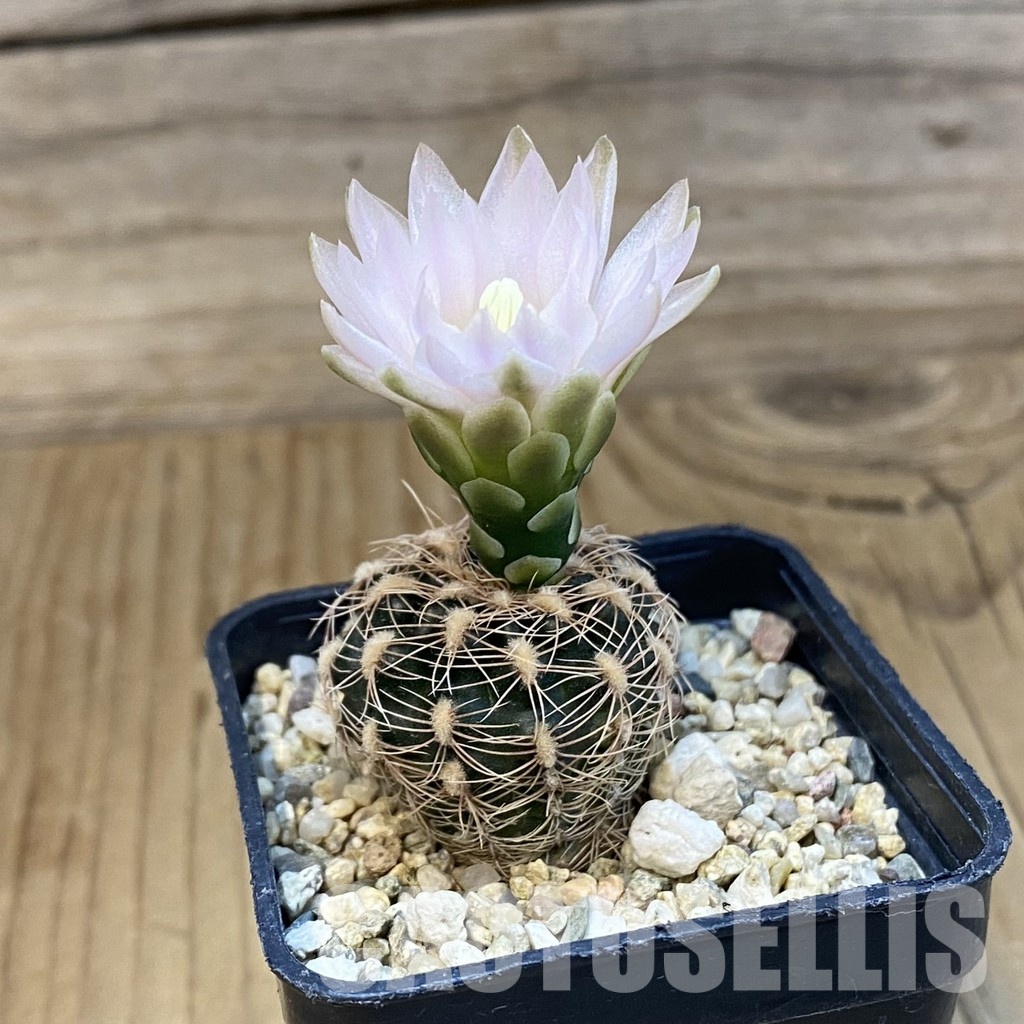 SH30886 Gymnocalycium bruchii - Image 2