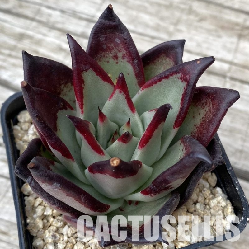 SH30867 Echeveria agavoides ‘Black Ebony'