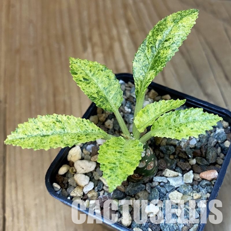 SH30991 Dorstenia hybrid f. variegata