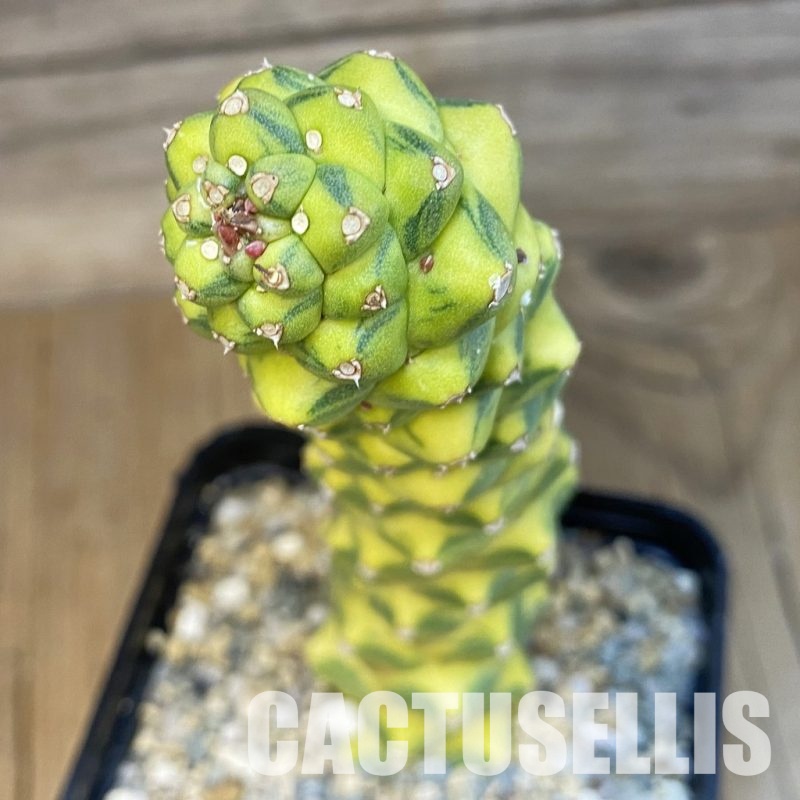 SH30992 Monadenium ritchiei f. variegata