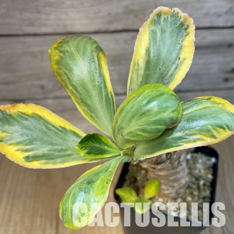 SH30993 Euphorbia poissonii f. variegata