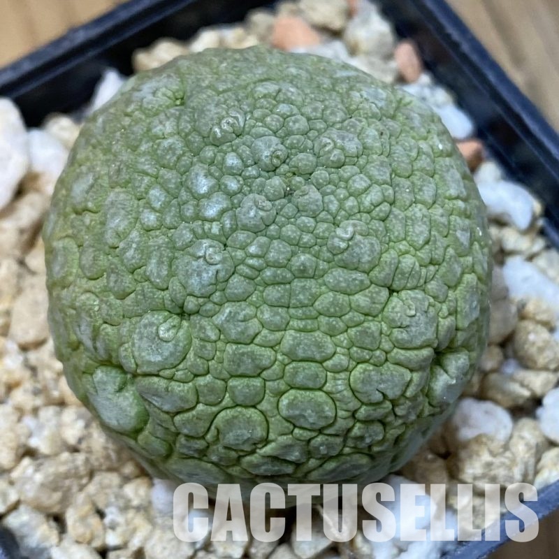 SH30963 Pseudolithos migiurtinus