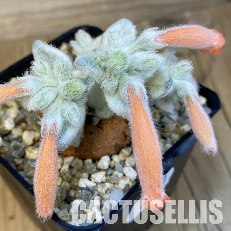 SH31000 Sinningia leucotricha